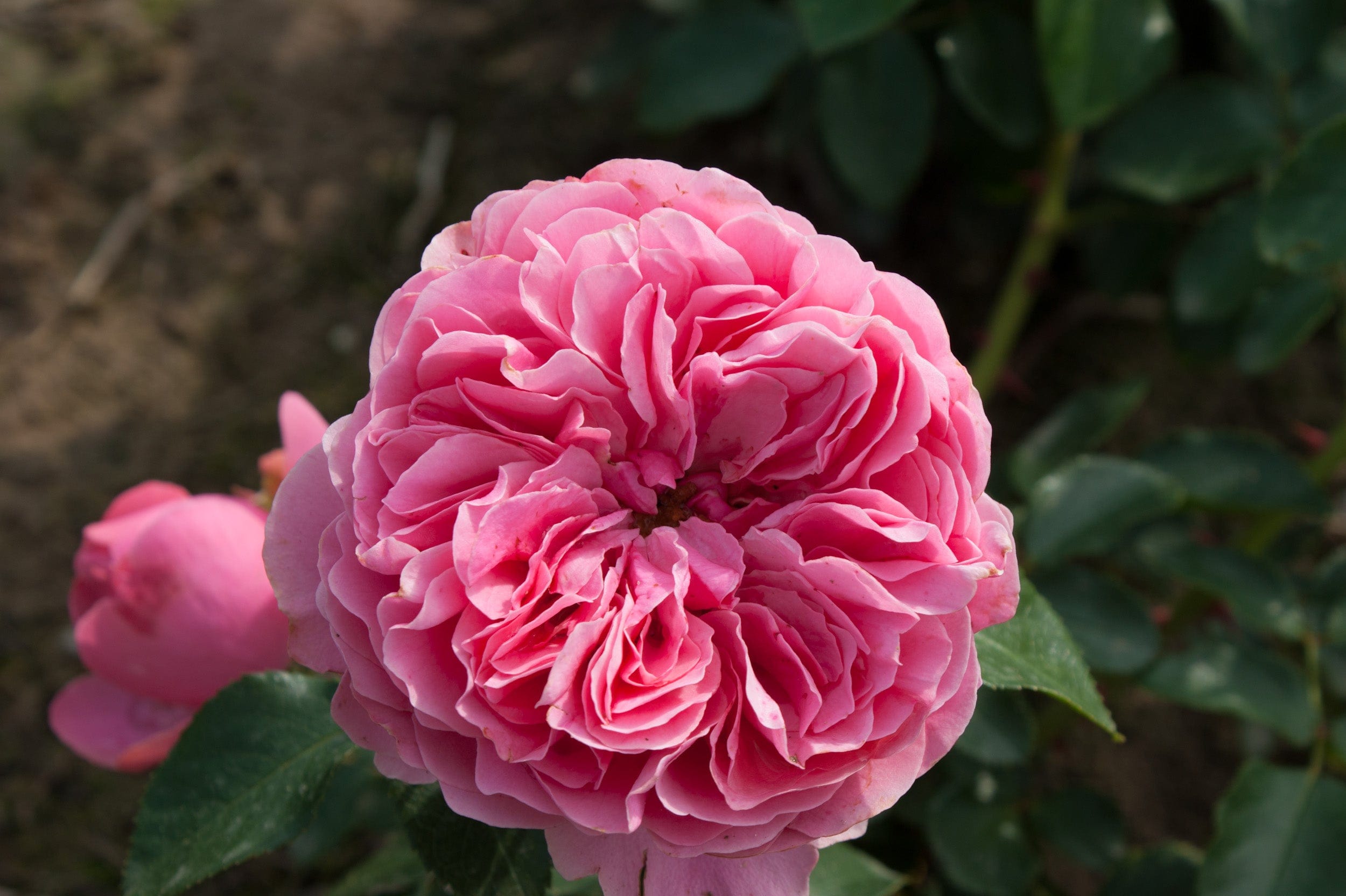 Rose 'Leonardo da Vinci®'